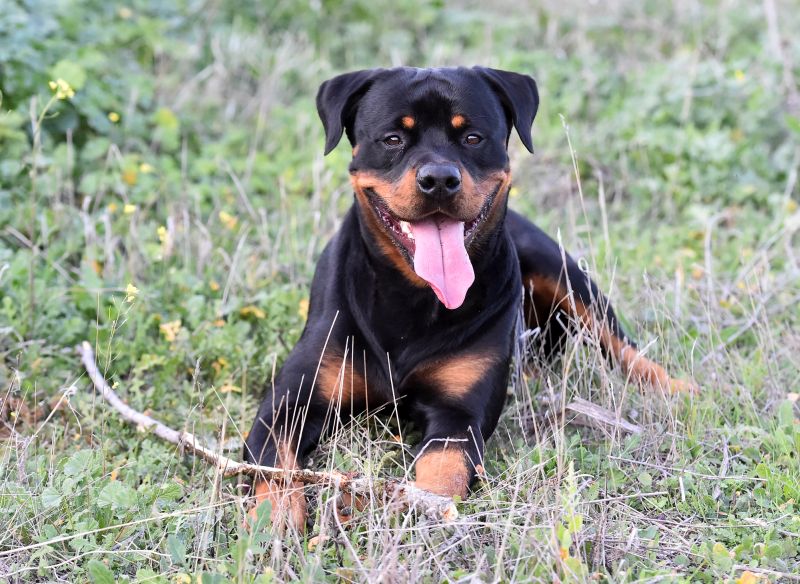Rottweilers are beautiful dogs