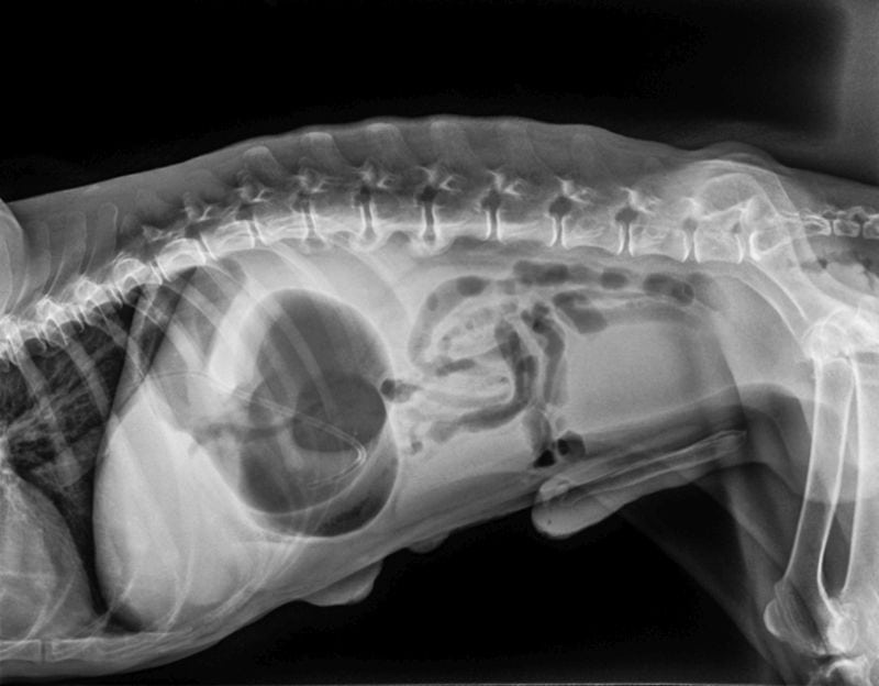 canine bloat x-ray
