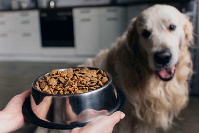 picking a good food for YOUR dog