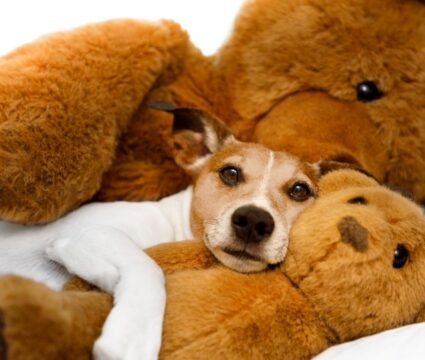 Two Dogs Names 100+ Duo Dog Names: Perfect Pairs of Pups!