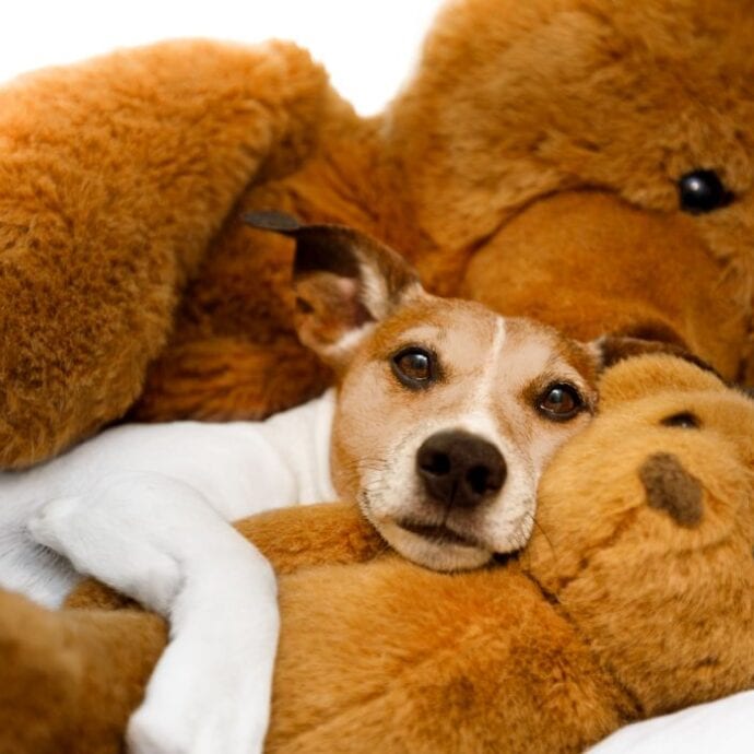  290 French Dog Names For Your Four Legged Franco Friend 