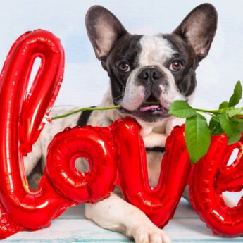 dog names that mean love