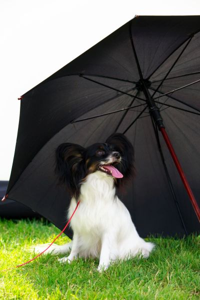 dog with umbrella