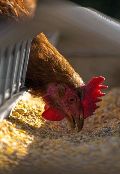 pollo de granja