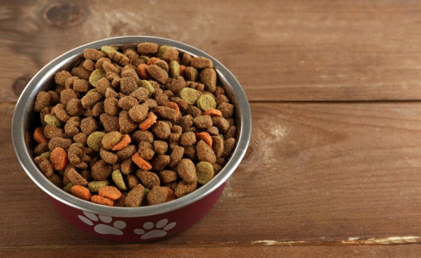 How to Choose a Dog Food 101: A Step-by-Step Guide