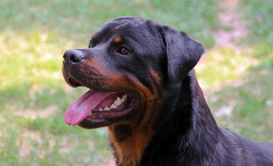 why you shouldn't get a rottweiler? 2