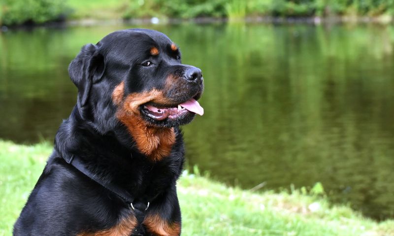 Rotties are very loyal dogs