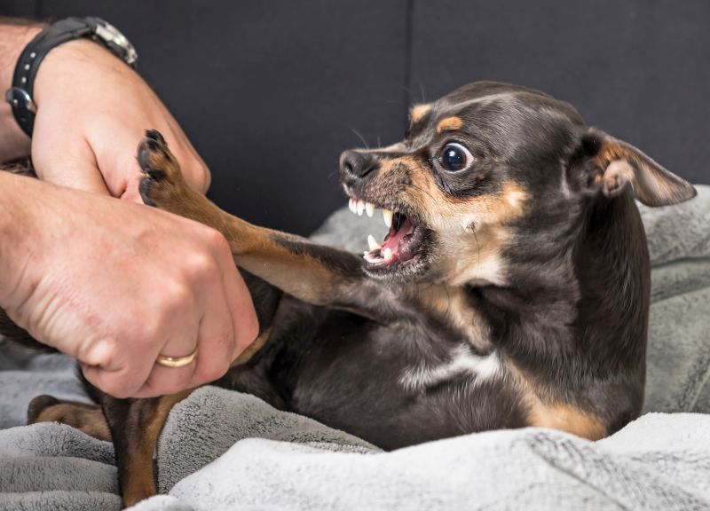 dog aggression vs dog bites