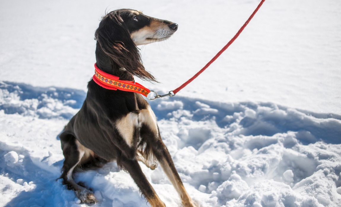 TSPRO Martingale Dog Collar Rainbow Chain Collar Slip Training Choke Collar Adjustable Stainless Steel Chain Dog Collars 