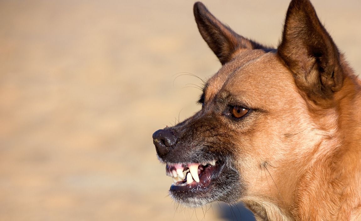 How to stop dog aggressive behavior