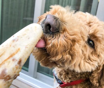 DIY dog popsicles