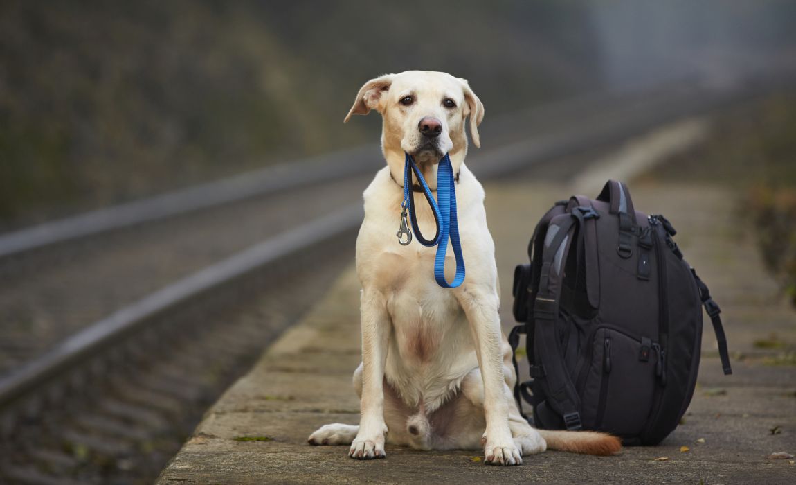 9 Best Pet Transport Services for Relocating Pets!