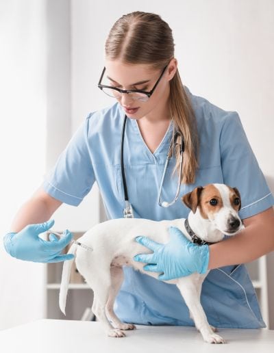 Dog Distemper: What Is It and How Is It Treated? 4 vaccines prevent distemper