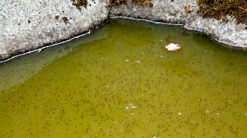mosquitos breed in stagnant water