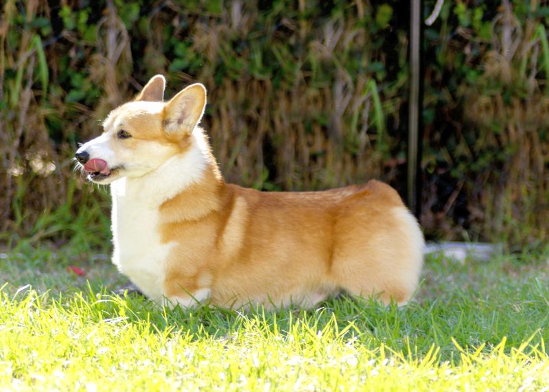 Pembroke corgis are smart