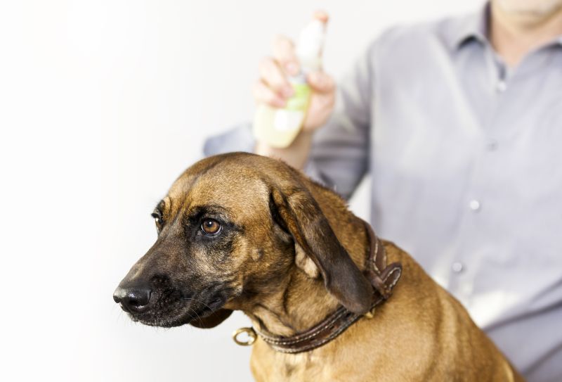 Mosquito sprays you can and can't use on your dog