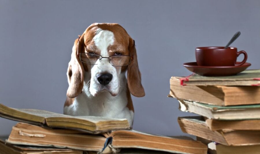 25 Smartest Dog Breeds: Clever Canines!