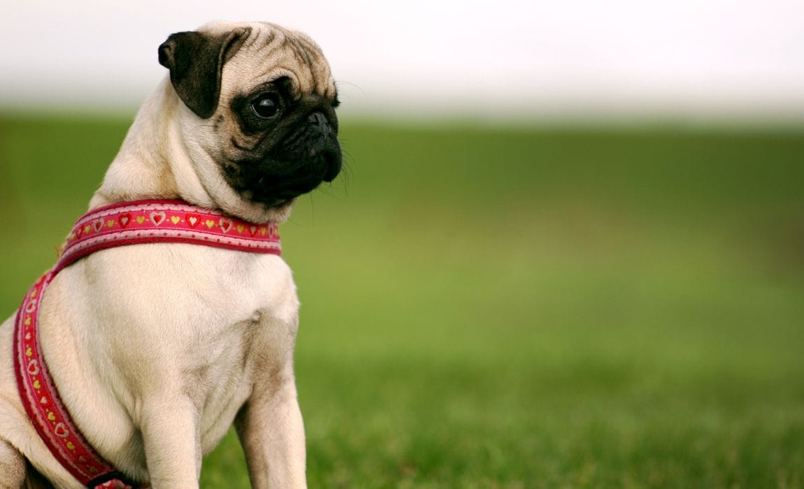 20 Ugliest Dog Breeds: Doggos Who're Real Uggos!