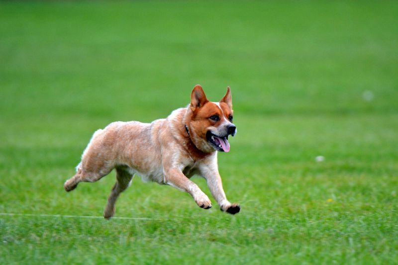 215+ Australian Dog Names For Your Aussie Pup! 1 blue heeler