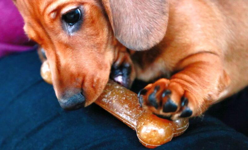 Are Nylabones Safe for Dogs