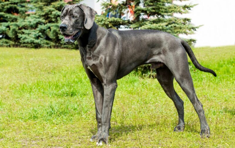 Best Foods for Great Dane