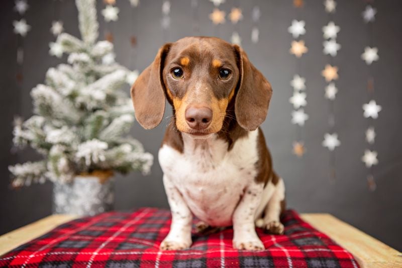 39 Dachshund Mixes: The World's Wackiest Wieners 1 dachshund with piebald coat