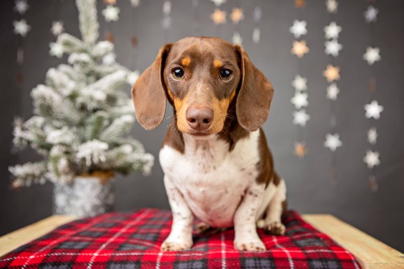 dachshund with piebald coat