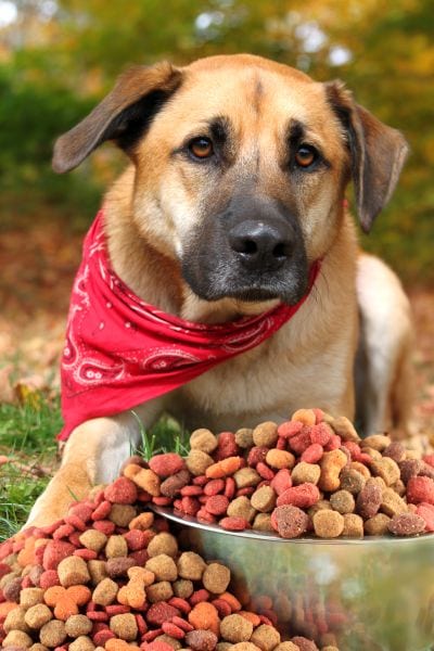 what's special about big breed dog food
