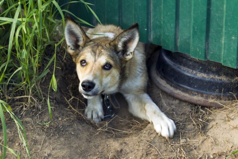21 Ways to Stop a Dog From Escaping the Yard!