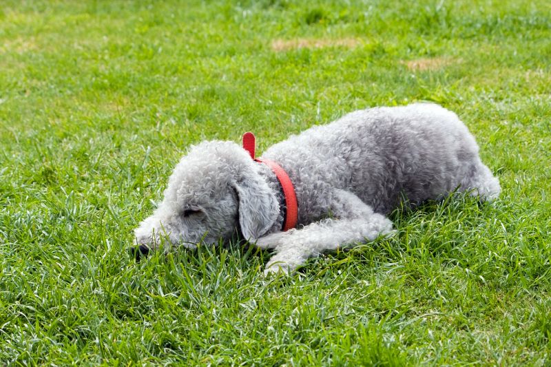 What to do if your puppy sits and refuses to budge on a walk?