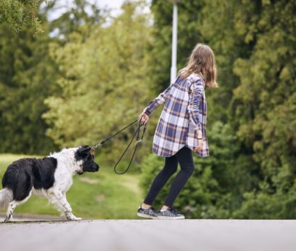 dog stops walking during walks