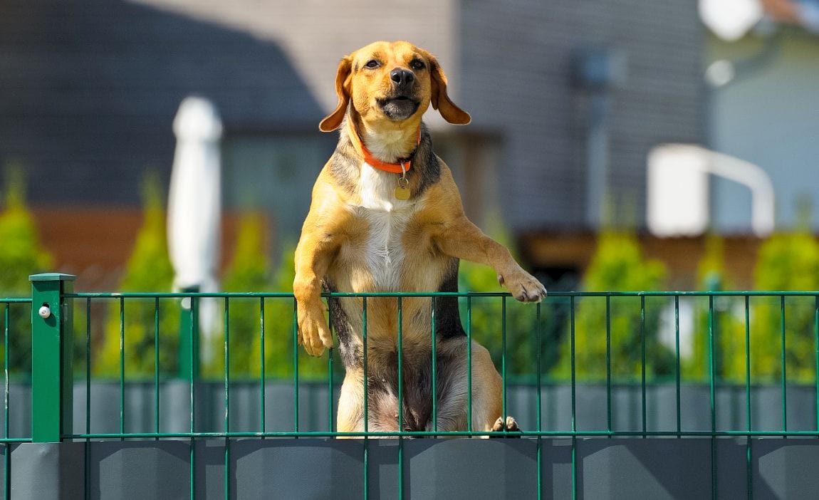 21 Ways to Stop a Dog From Escaping the Yard!