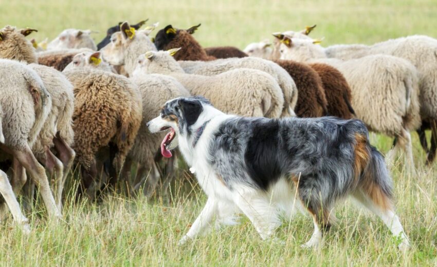 most popular shepherds 1