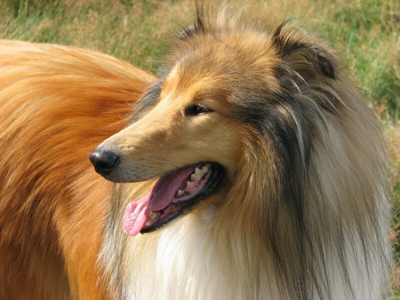 sable rough collie