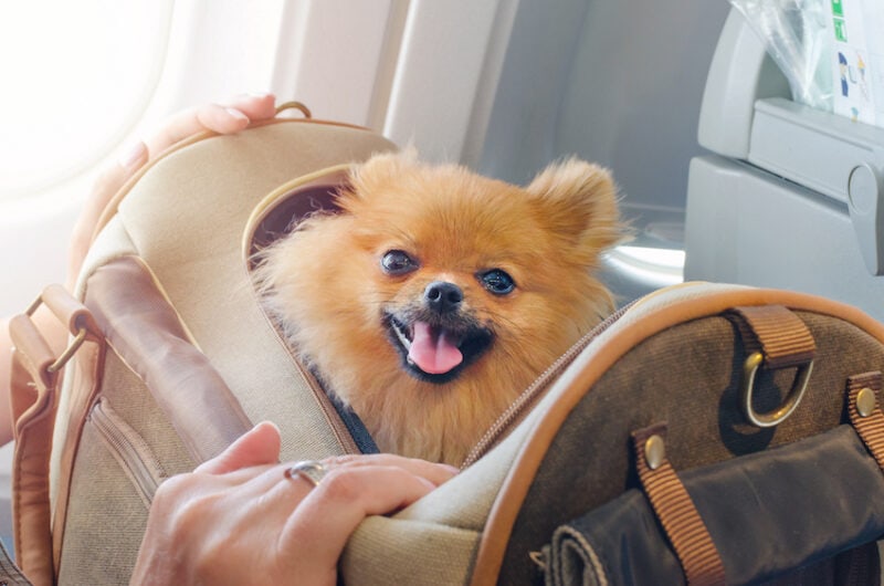 air travel for pets
