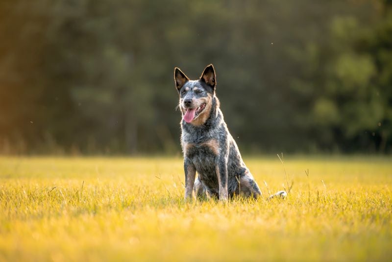 the cost of a trained cattle dog