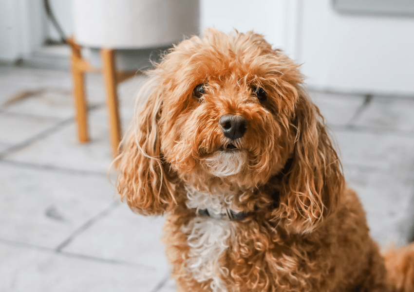 15 Poodles Mixes: A Collection of Curly Companions!