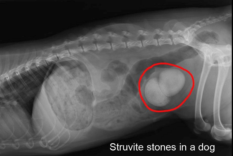bladder stone in dog
