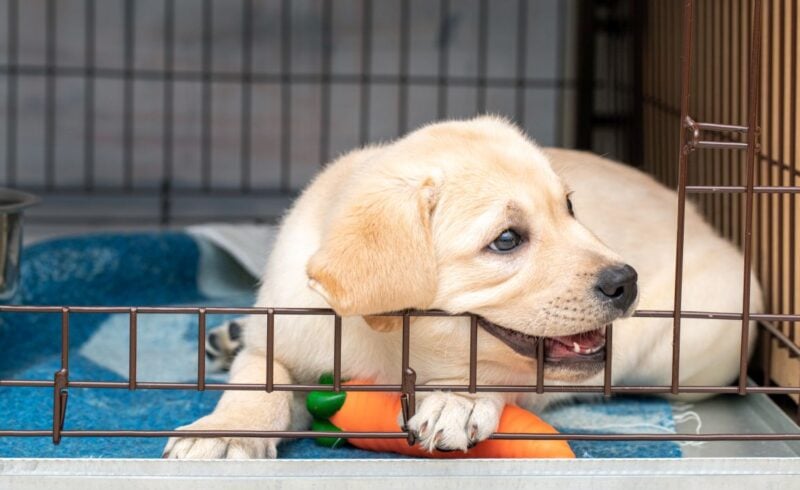 dog crate training games