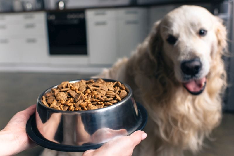 dog foods without peas