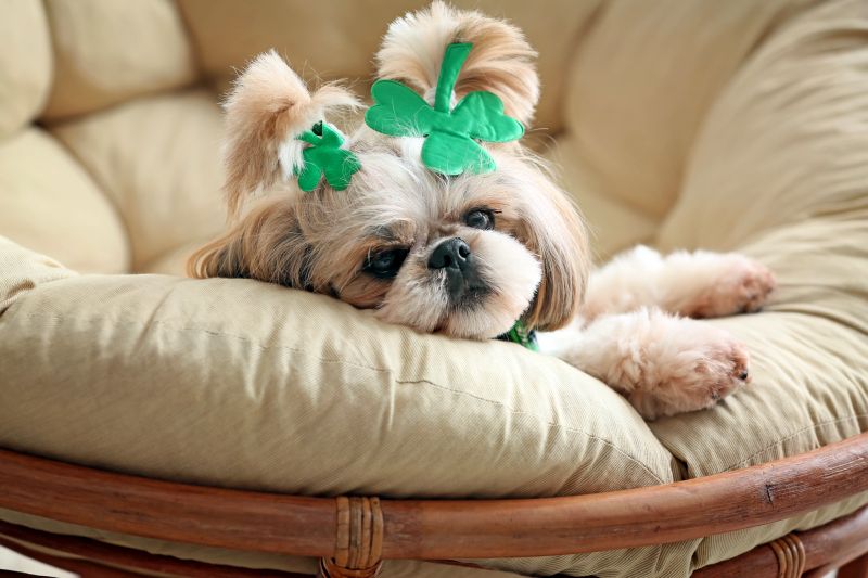 200+ Dog Names That Mean “Lucky” 3 dogs with good fortune