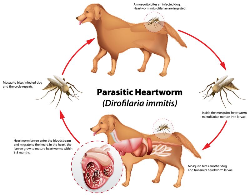 The dog heartworm life cycle