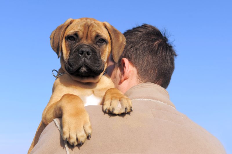 Best dry dog food for sales english mastiff