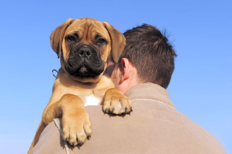 mastiffs