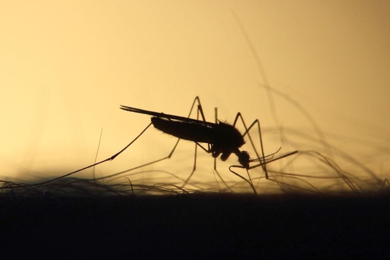 mosquitos spread heartworm