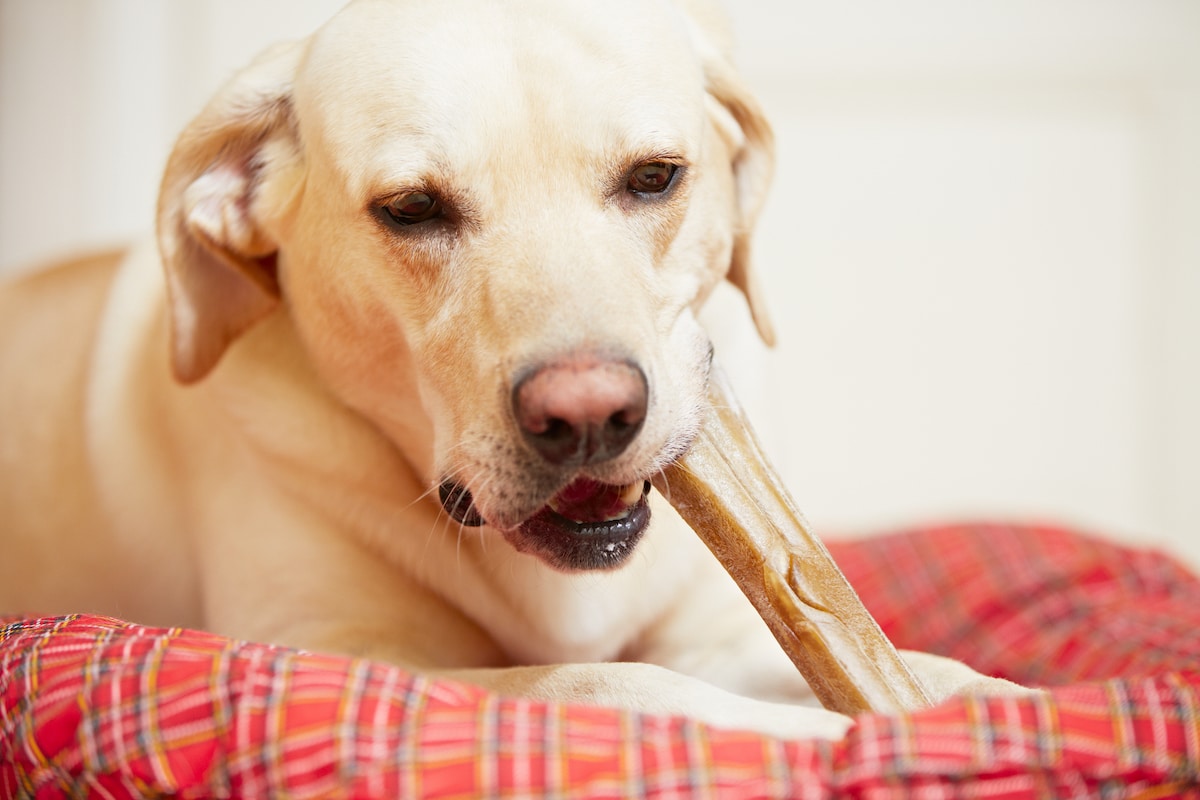 are dog chewing bones bad for them