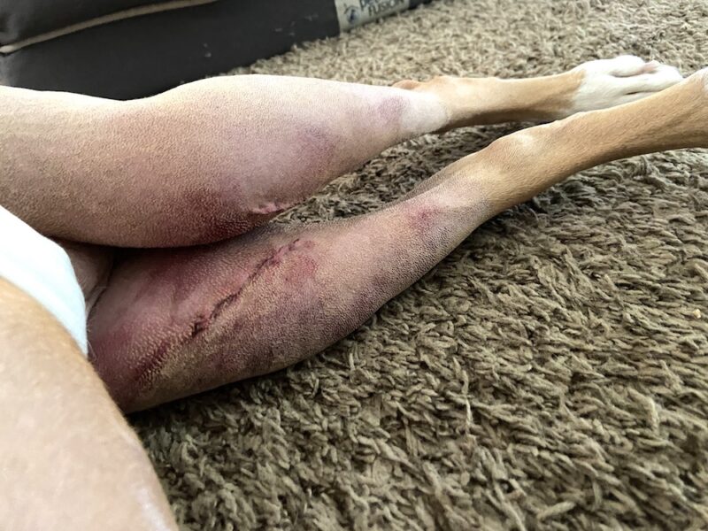 dog acl surgery wounds