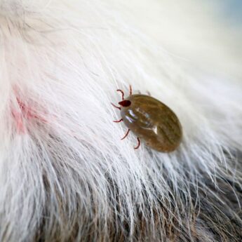 Ticks spread Lyme disease