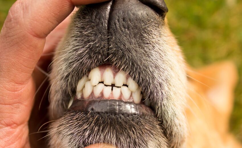 Broken dog teeth
