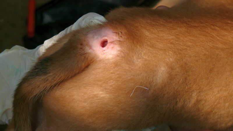 inflammation symptoms in dogs